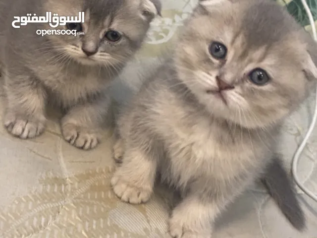قطط سكوتش مواليد 14/5