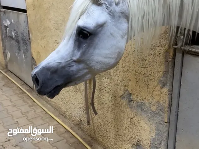 حصان مصري بيور