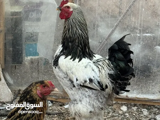 ديك وخمس دجاجات براهمي