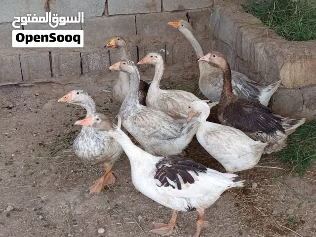بط كوبرة +بط عادي