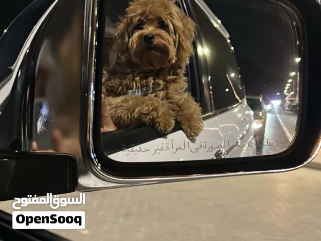 جلب مالتيبو