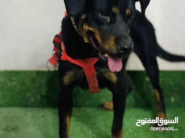 جراو روت ويلر