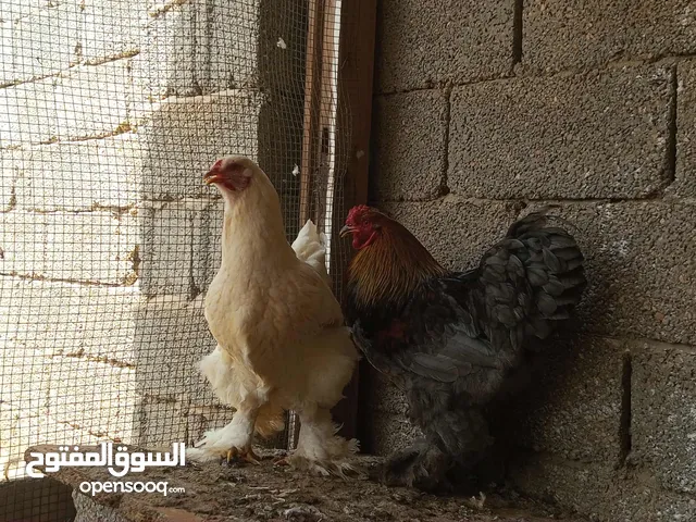 فروج و دجاج ابرهيم
