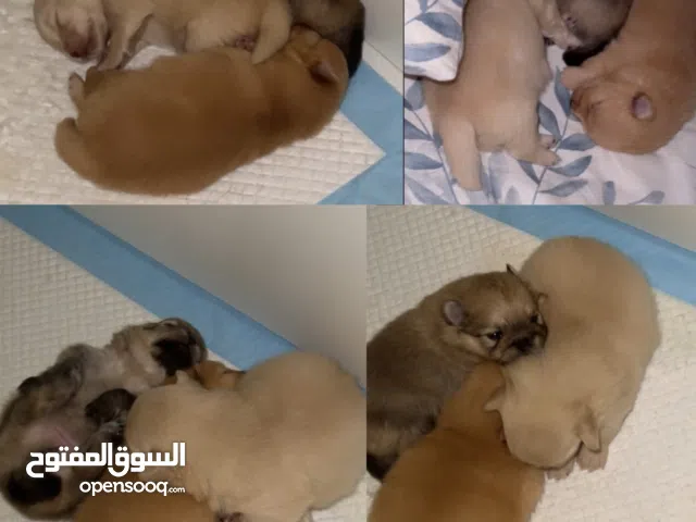 كلب ذكر للبيع