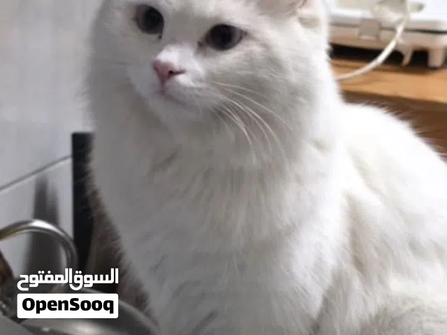 قطة وبنتها لتبني لدواعي السفر