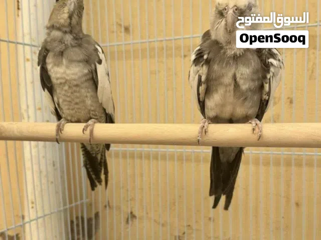 بيعة مستعجله 10 ريال