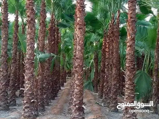نخل الرياض واشنطونيا زينه امريكي ابو مروحه درجه اولى جميع المقاسات متوفره لدينا