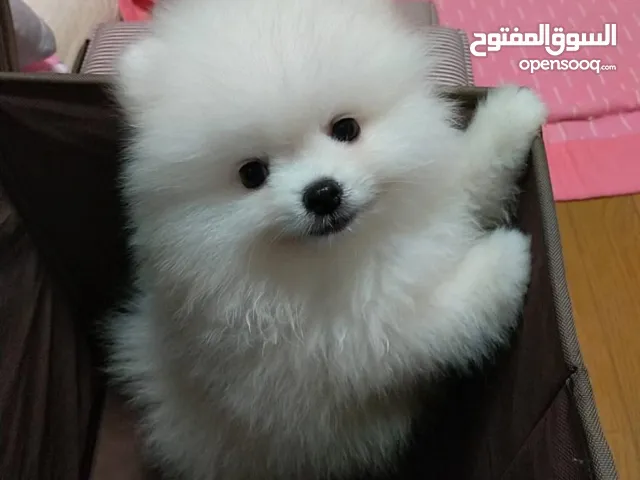 جراء بوميرانيان صغيرة للتبني