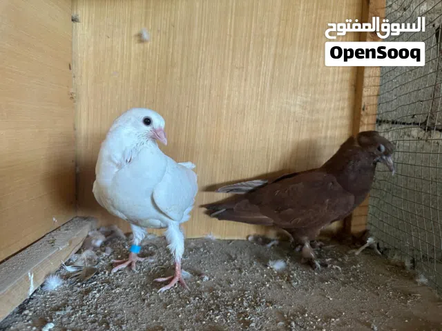 سلام عليكم اربع افراخ ثنين كمرليات واحد احمر واحد فرخ ارفلي كلهن مخاليف صغار ما طايرات ستوني عزلتهن