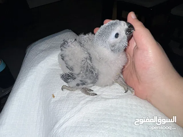 للبيع فرخ كاسكو انتاج الكويت افريقي