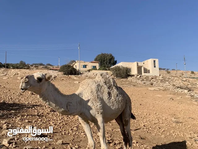 ناقه وبنتها