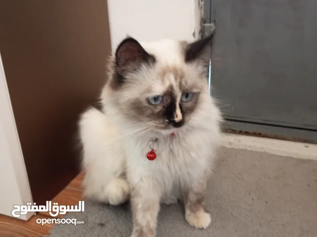 قطة من نوع همالايا