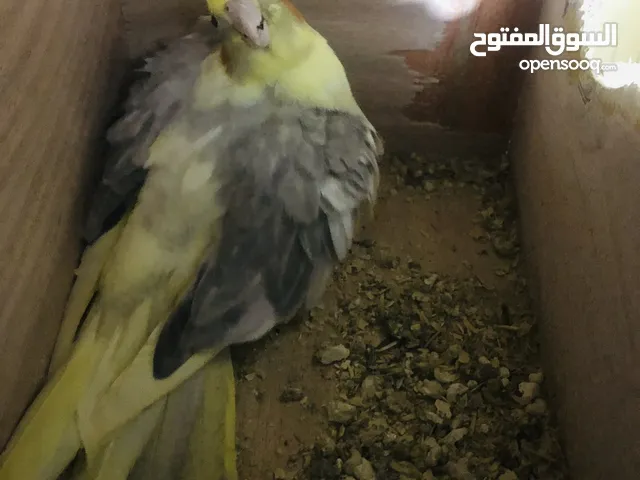 كوبيات كوكتيل للبيع