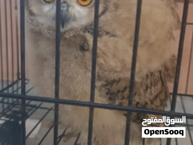 بومه صغيره للبيع متربيه