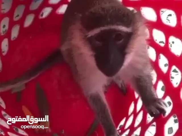 دكر قرد للبيع..
