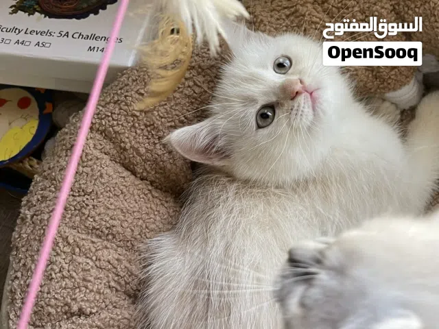 قطط صغيره عمرهم شهرين