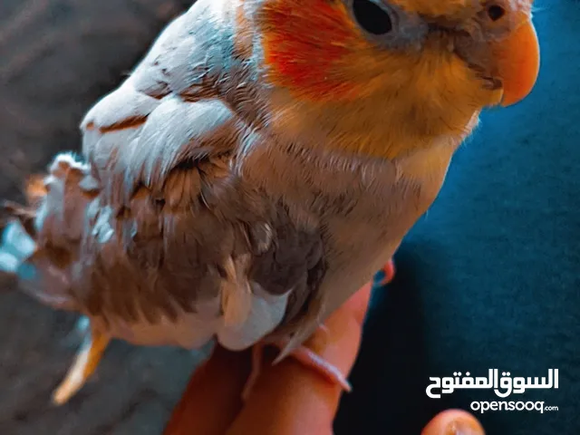 طائر كوكتيل اليف 100% مع قفص كاسكو
