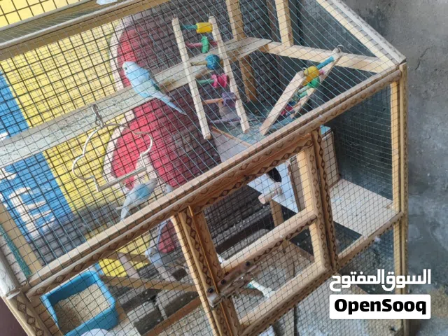 طيور حب مع قفص للبيع