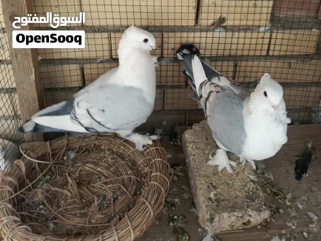 شباب ستلايت الاج خط اول ونقيات درجه اولا يردن يبيضن بيع او مراوس الوصف ضروري