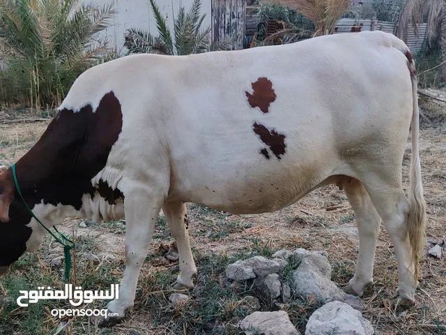 بقر. 2 او عجل 1 اقره الوصف