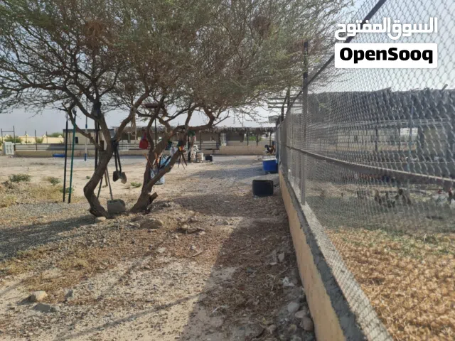 Farm Land for Sale in Al Dakhiliya Nizwa