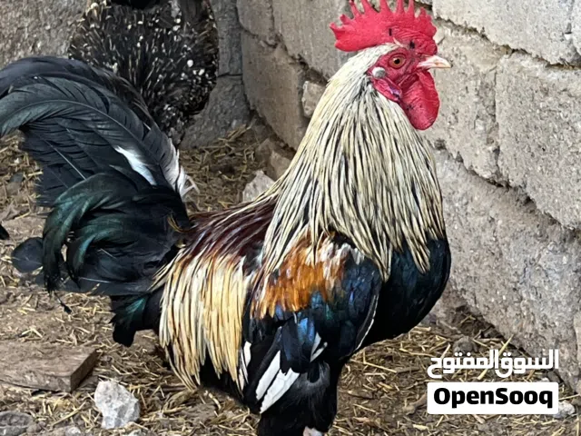 متاح ديك شوكي تمري اقرأ التفاصيل