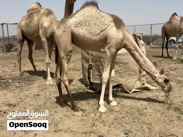 بكره حواره