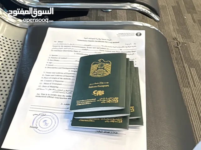 لنقل الصقور بين دول الخليج