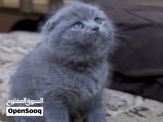 سكوتش للبيع