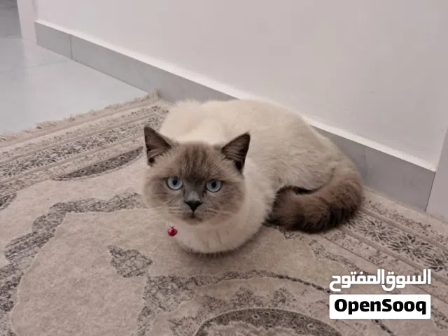 قط هملايا العمر خمس اشهر للبيع 700