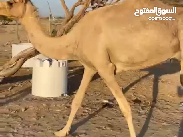 ناقه حايل و قعود و بكره للبيع