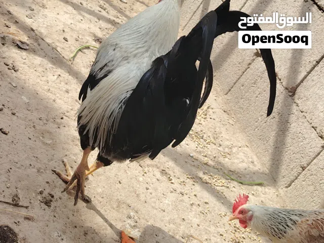 السلام عليكم متاح بيض دجاج كويتي شوكي تمري  بيض شرط الشد نسبه 90٪  مدة الخزن 7 ايام