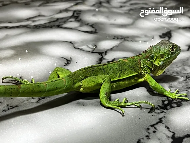 قوانه اليفه
