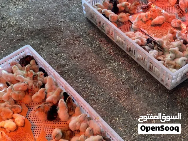 صيصان فرنسيه للبيع