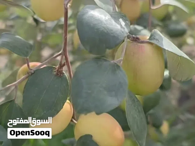 مطلوب سدر فتنامي وخلاص عمان