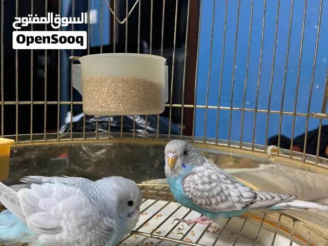 جوز طيور حب بادجي رينو