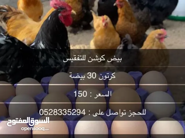 بيض كوشن العملاق للتفقيس