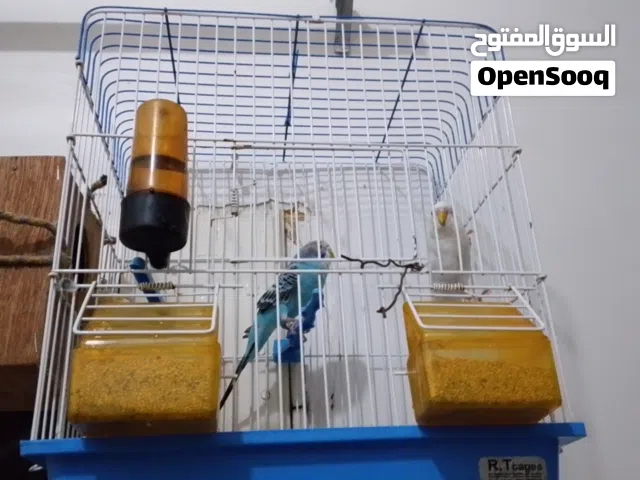 بقالينو انجليزي للبيع
