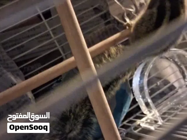 سنجاب للبيع