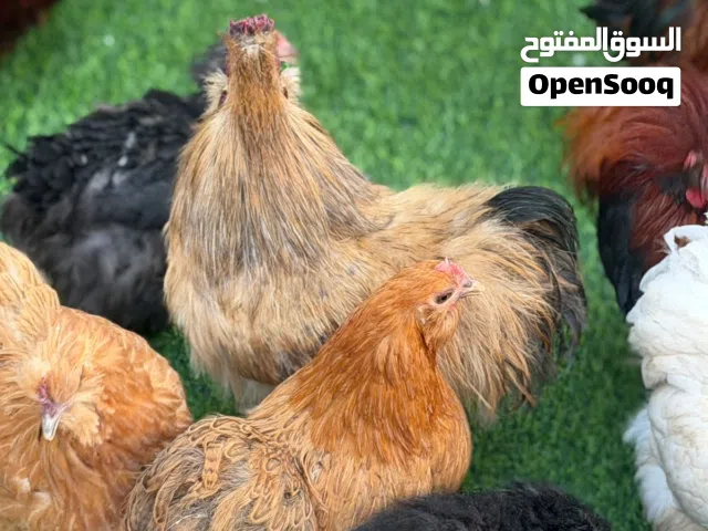 دجاج كوشن ابو لحيه عدد 20 قطعه