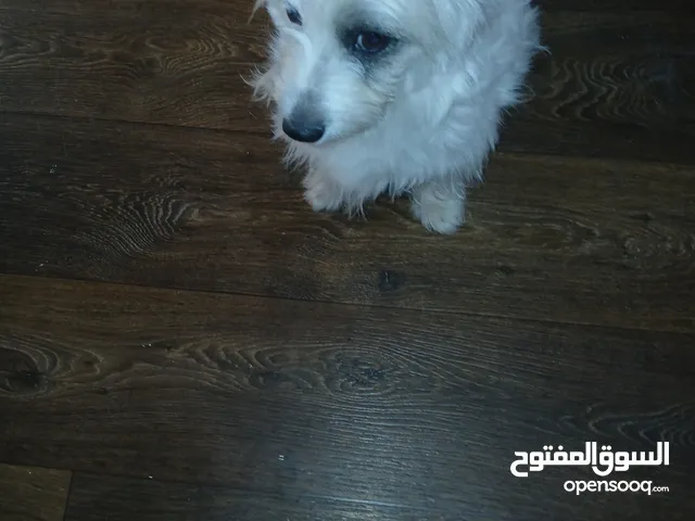 النوع:أمريكي أنثى العمر: 3 سنوات الوزن: 10 كيلو الوصف: مدربه على الحمام و ذكيه ونظيفه من الحشرات