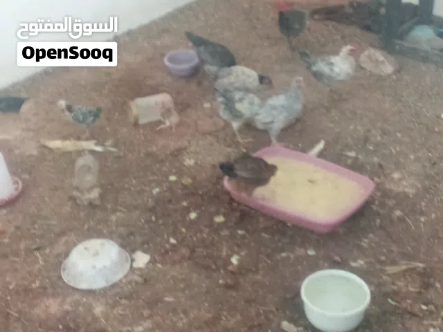 7ديوك عمر 3 شهور ب10ليرات اقرا النص عمان جاوا
