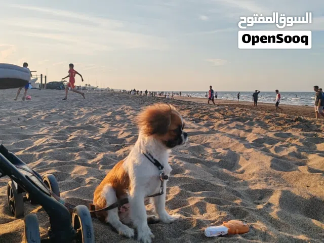 أنثى بيكينز