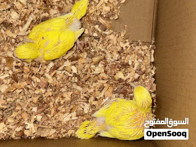 فروخ بادجي الهولندي الأصفر