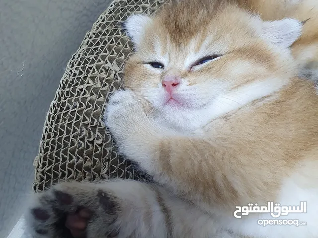 Adorable British Shorthair NY 11,12,25 Kittens Available for Adoption