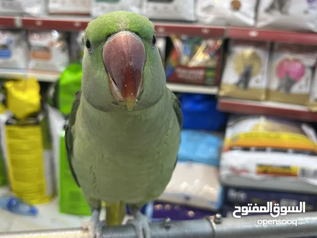 كساندرا متميز متكلم بوضوح مواجهة يُرجى متابعة الوصف