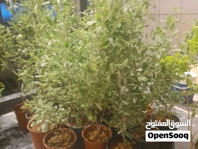 مشتل تنسيق حدائق