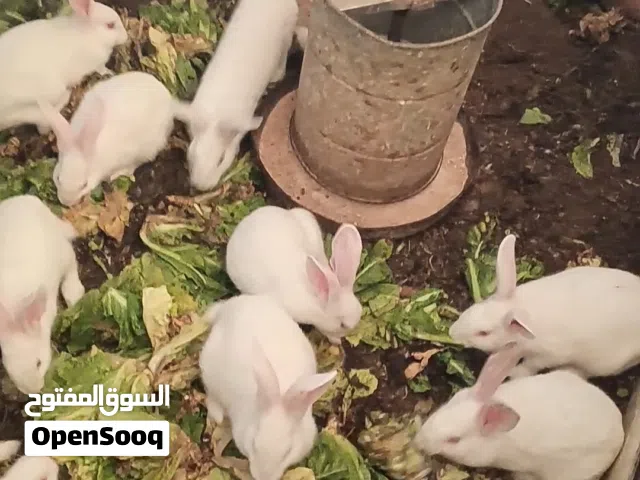 افلح من ذكر الله وصلى على النبي متاح تشكيلة ارانب 24 حبة ذكور واناثي شغال وعلى وجة شغل فرنسي صحة ون