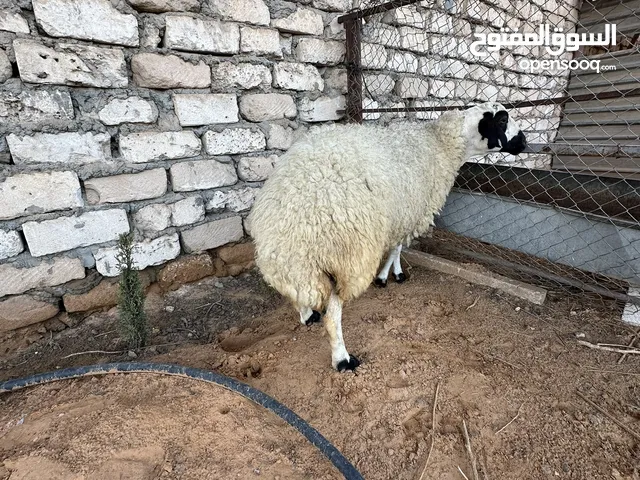 نعجه لبيع الله يبارك