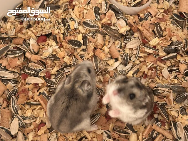 همستر روسي كوبيه